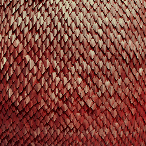 Kill the Vultures - Carnelian
